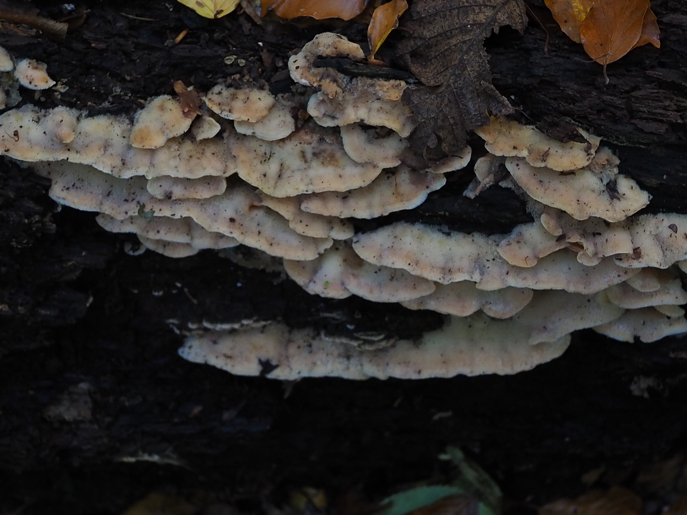 Photo © John Catterson Phlebia tremellosa by John Catterson